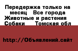 Передержка только на месяц - Все города Животные и растения » Собаки   . Томская обл.